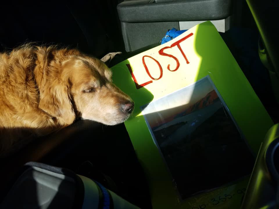 Family Dog Rescued After 15 Days In The Wild News Khq Com