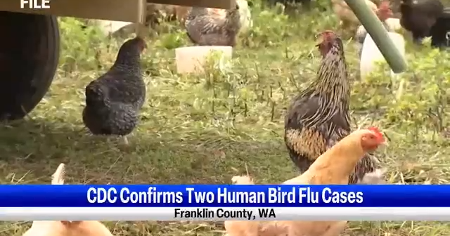 CDC confirms two human cases of bird flu in Franklin County | Spokane ...