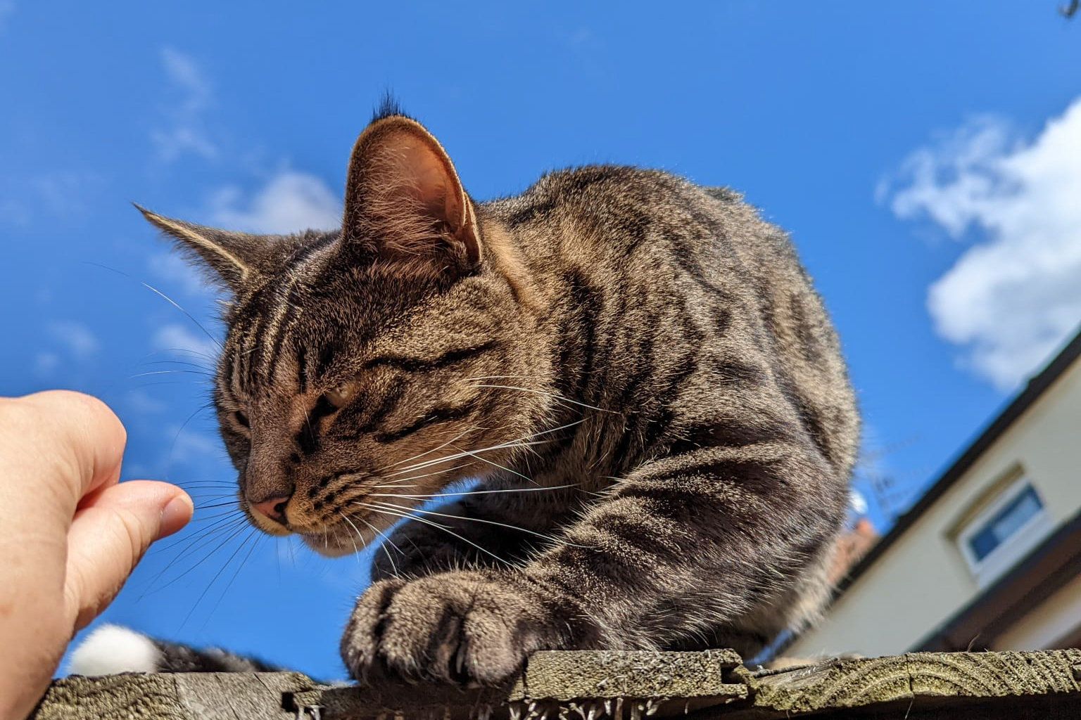 Tails Communicator Three arrested after missing cat’s severed tail found in owners ...