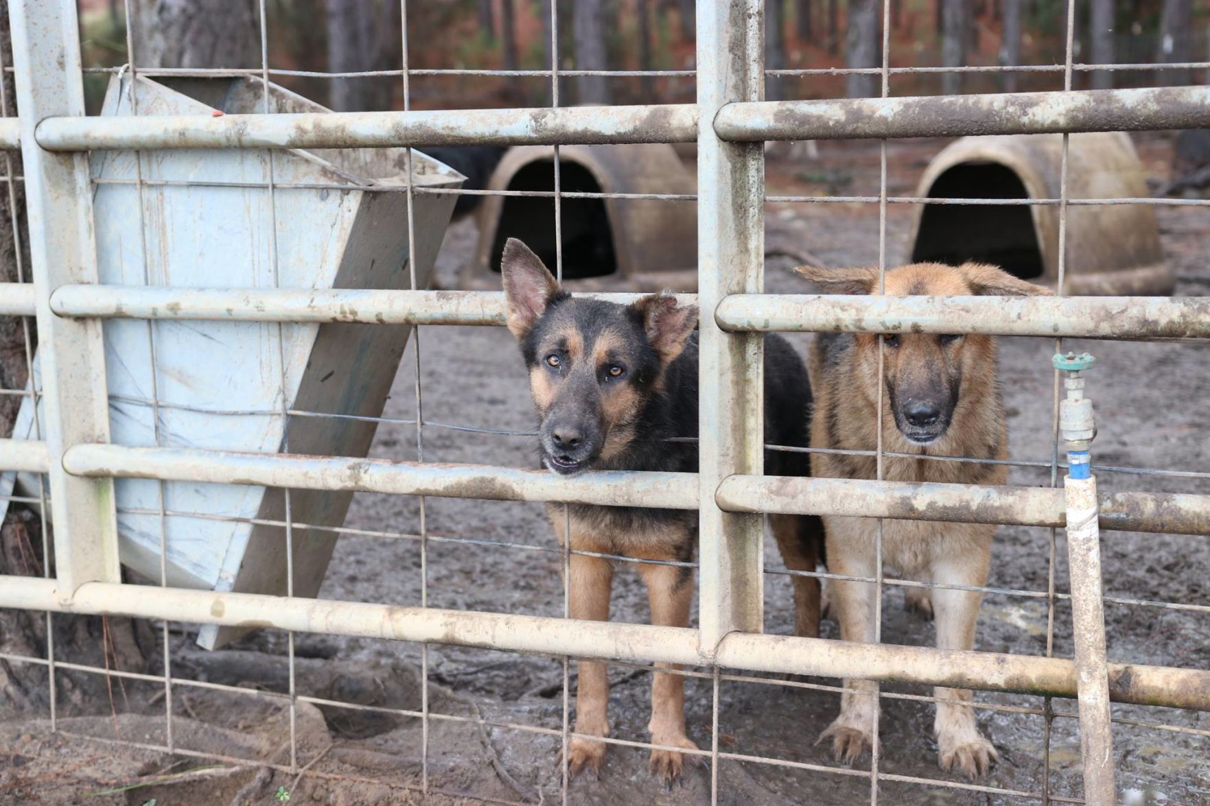 165 german shepherds rescued