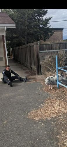 Moses Lake Police Officer dubbed 'The Pig Whisperer' after successful