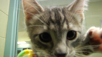 It S Kitten Season Here S What To Do If You Find A Litter That