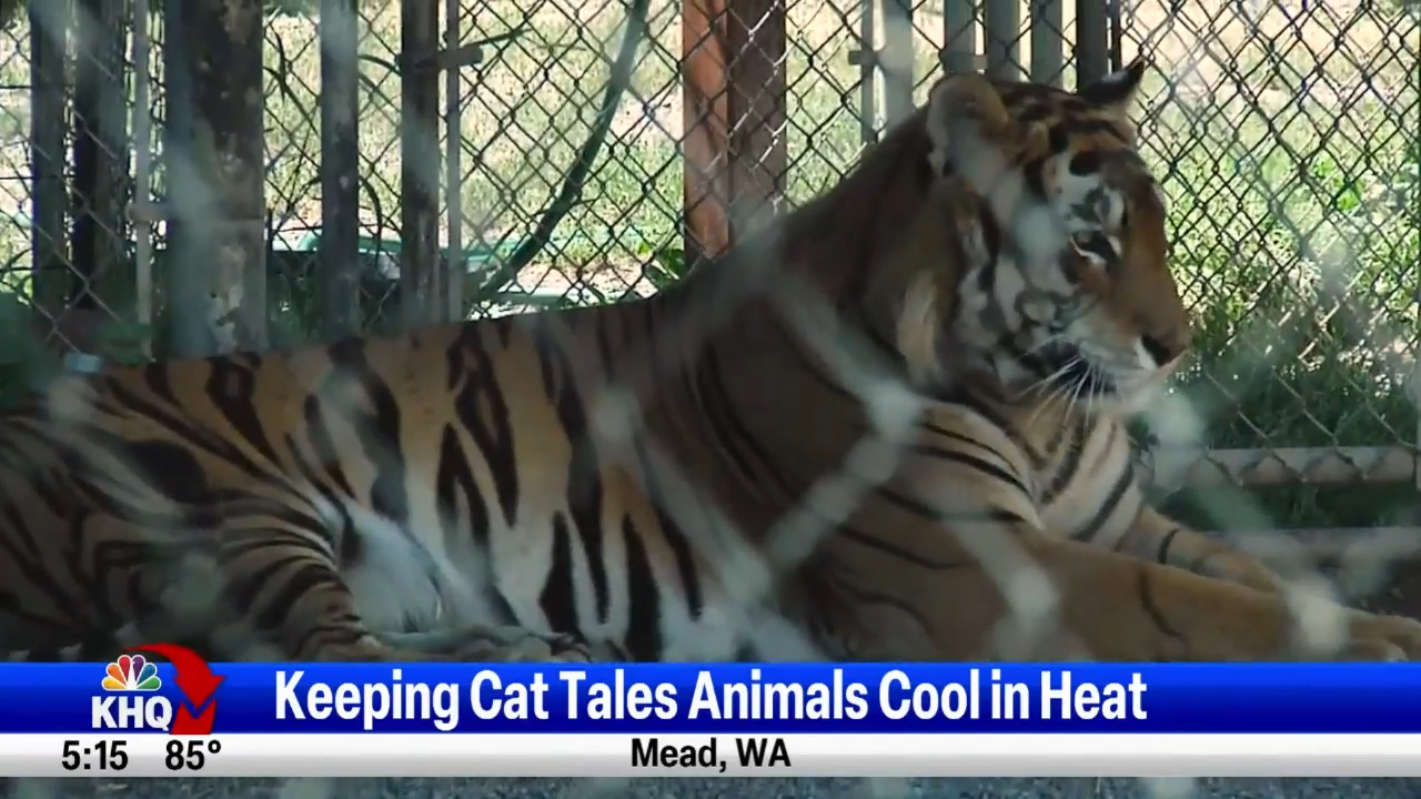 Bengal Tigers - Cat Tales Wildlife Center