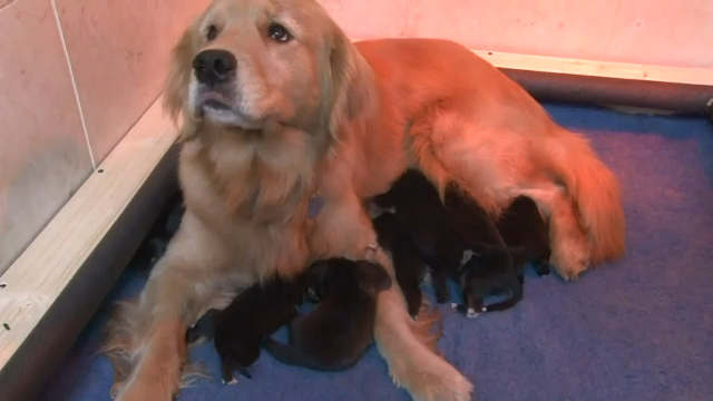Golden Retriever Adopts 7 Puppies Rejected By Their Mother News Khq Com