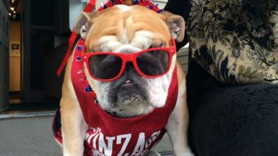 R I P Maddie The Bulldog News Khq Com