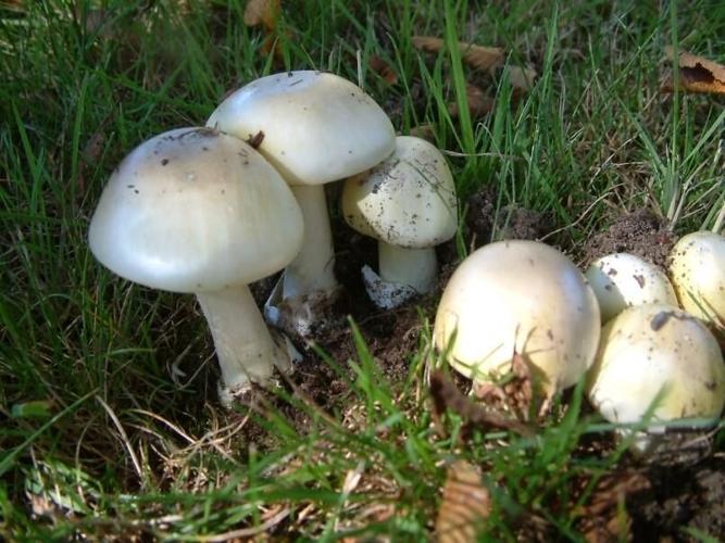 Death cap 1