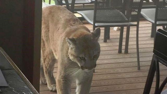 Photos Cougar Spotted In 5 Mile Area News 