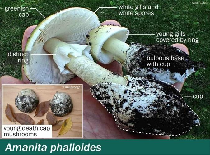 Death cap 2