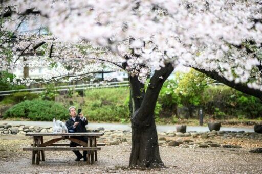 Sakura Bench - White Sakura Bench - White