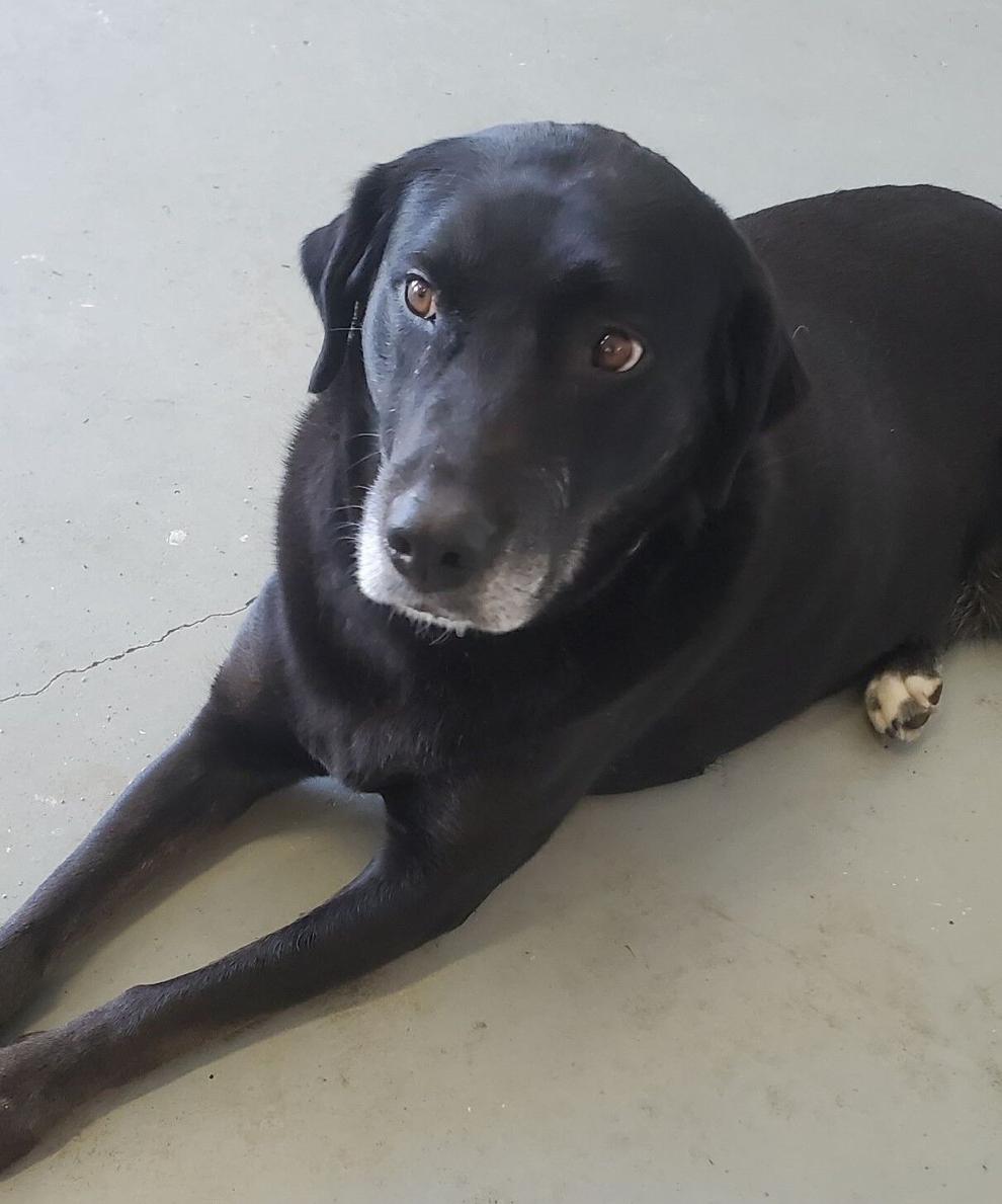 City of Spokane seeking public input on two dog parks Spokane News