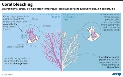 Global coral bleaching event expanding to new countries: scientists ...