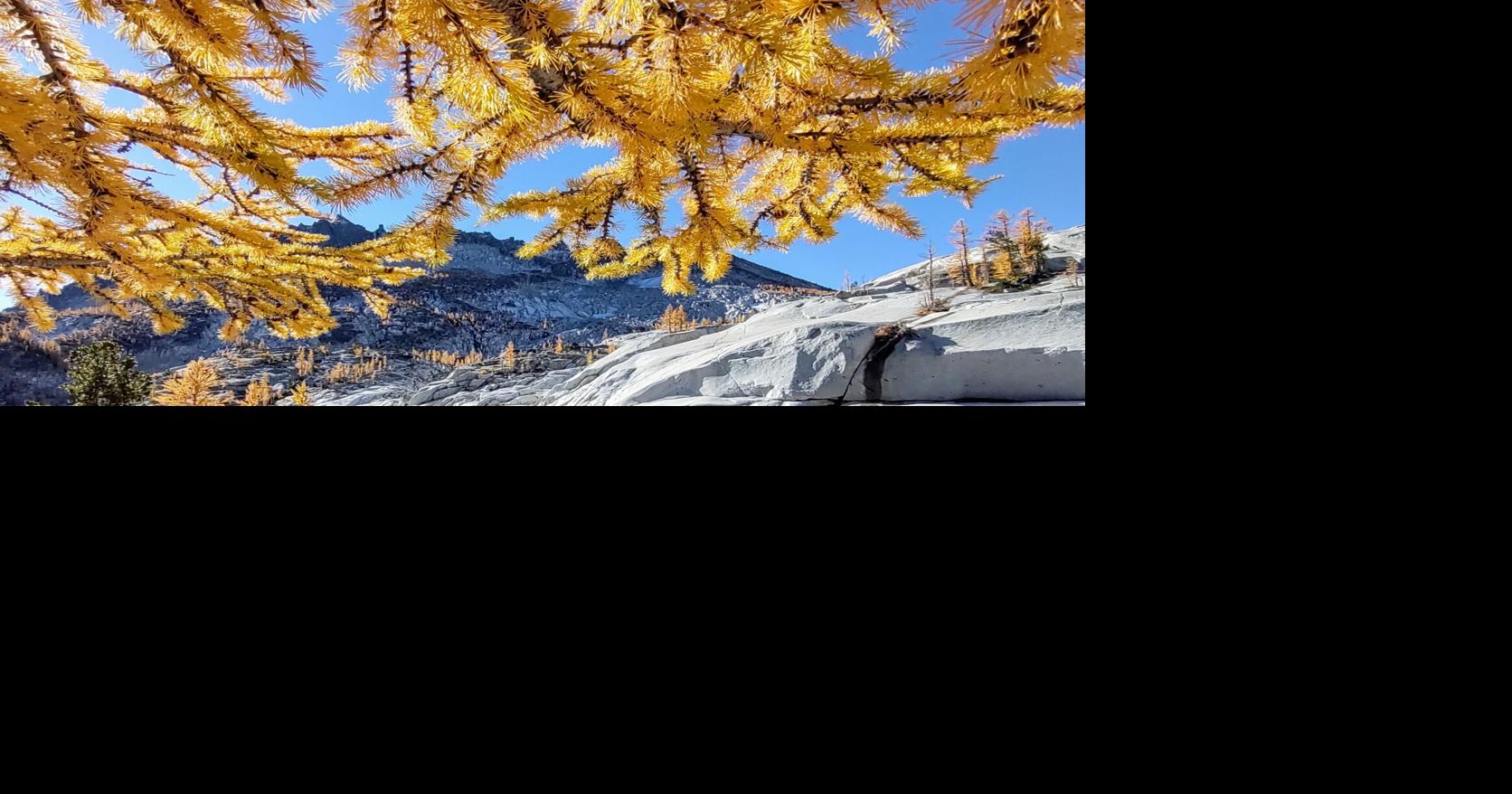 Falling for Autumn: what makes the leaves change and when to enjoy the seasonal wonder