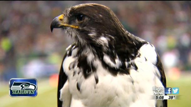 Taima the Hawk visits the Seahawks' new Valley Pro Shop