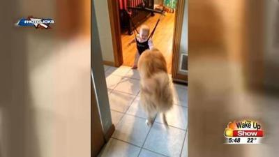 Hot Clicks A Dog That Can Teach A Baby To Jump Say What News Khq Com