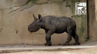 Baby Rhino Bites Man At Cincinnati Zoo News Khq Com