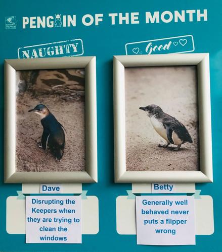 National Aquarium of New Zealand showcases their penguins in a very funny  way on social media | News 