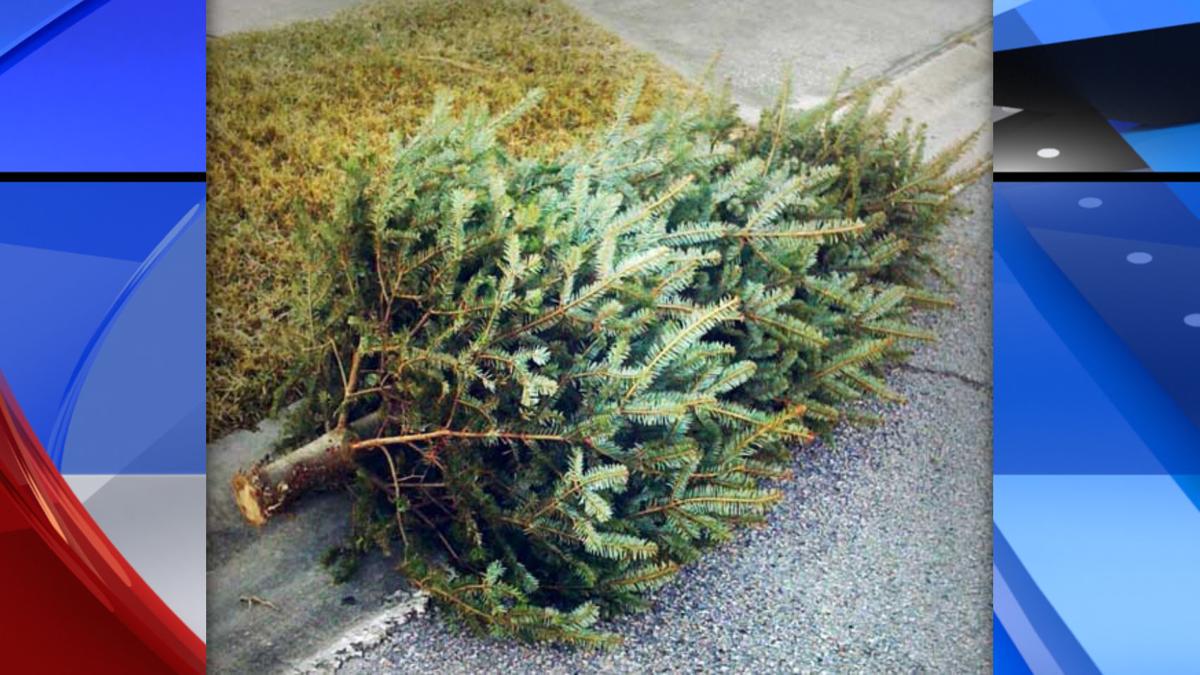 Spokane Solid Waste Christmas Trees 2022 City Of Spokane Offers Free Curbside Pickup Of Christmas Trees Dec. 26-Jan.  10 | News | Khq.com