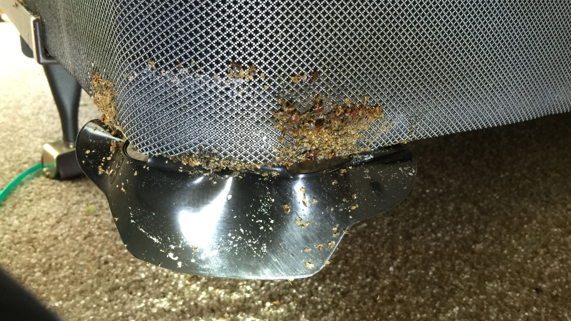 bed bug bumper