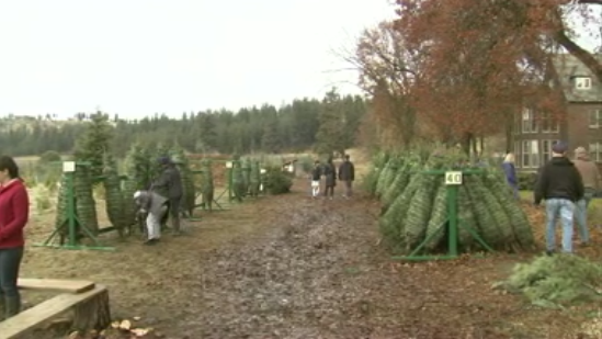 Hutton Settlement Christmas Trees 2022 Cutting Christmas Trees For A Cause | News | Khq.com