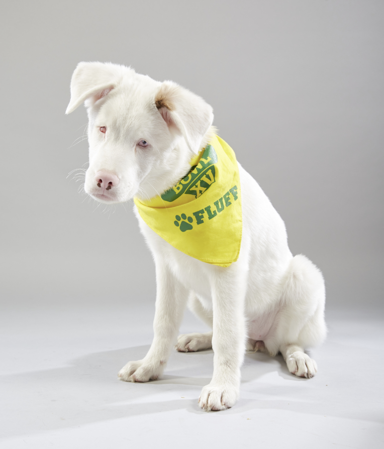 special needs dogs puppy bowl