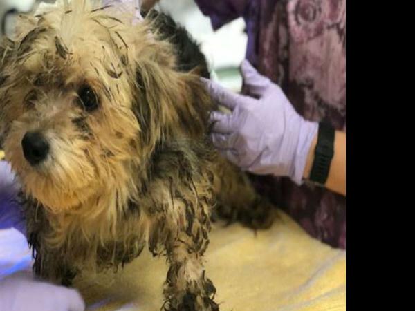 Kitsap Humane Society Seeks Help With 36 Pets Recovered From Home