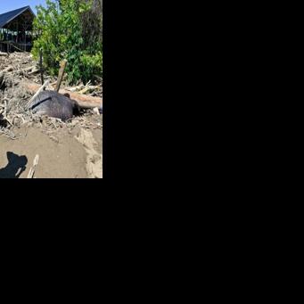 An endangered Sumatran elephant was buried in mud and debris left by floods in Meureudu near the north coast of Indonesia's Aceh province