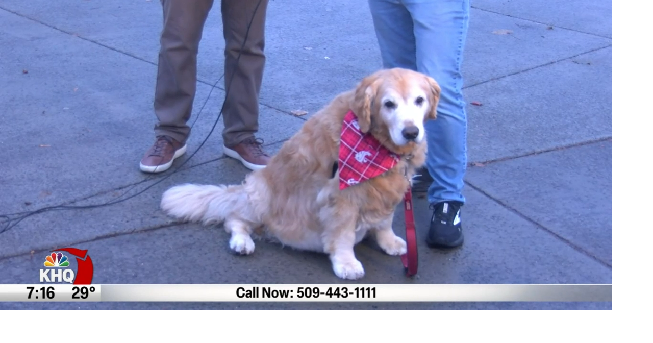 Noted 4legged Coug fan Dash Dog attends Apple Cup Spokane News