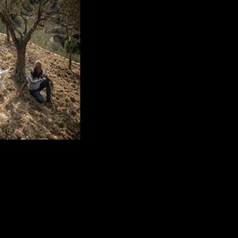 Palestinians and tourists welcome the tranquil offered by the tree