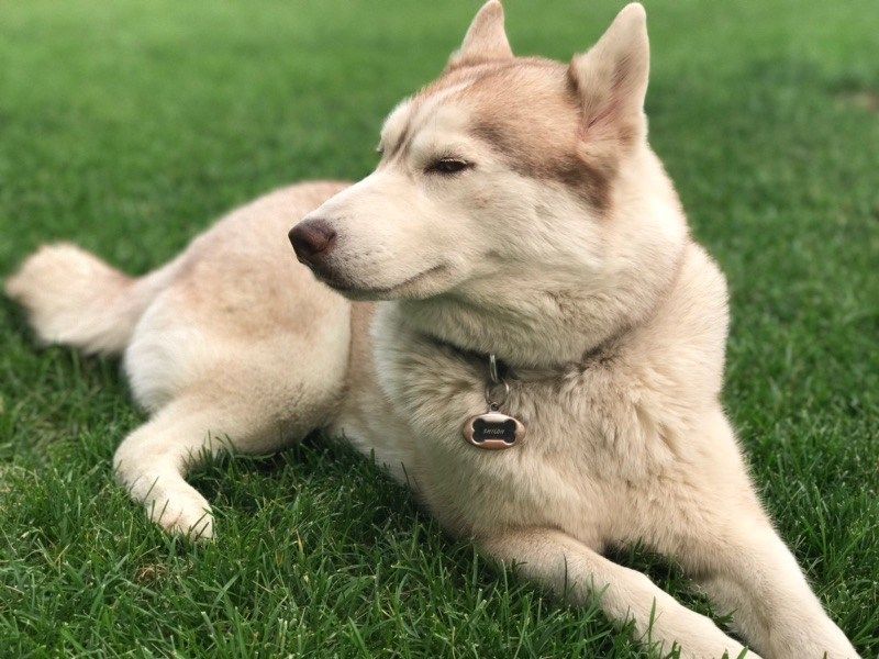 dogs being sold near me