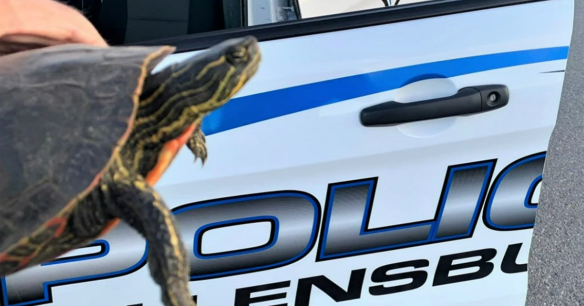 Turtle Shell Police Shell of a Save: Ellensburg PD rescues turtle, prevents traffic hazard ...
