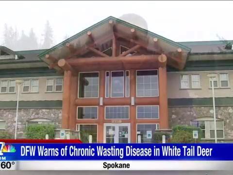 Department of Fish and Wildlife warns of chronic wasting disease in white tail deer - KHQ Right Now