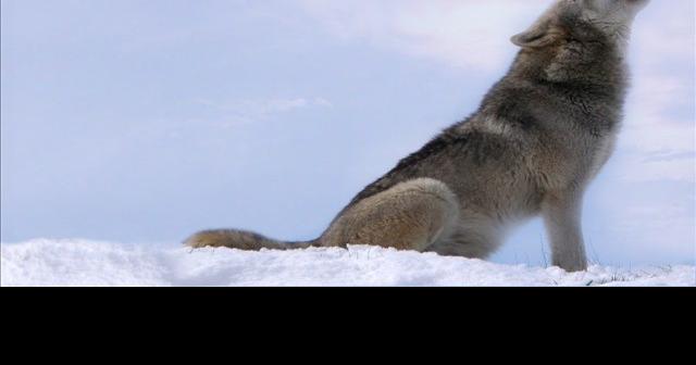 Washington State Creates Website To Report Wolf Sightings | Spokane ...