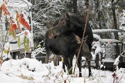Mama And Baby Moose Seen For Several Days In Post Falls Neighborhood News Khq Com