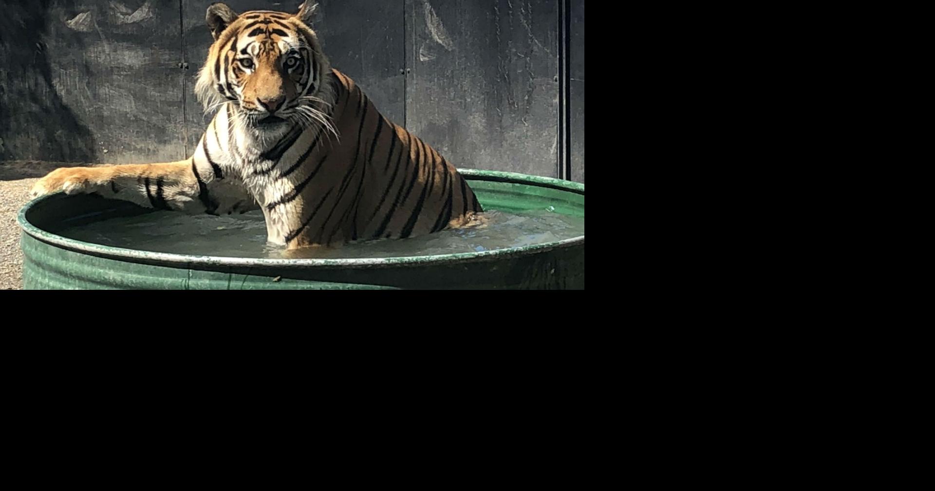 Big cat cool down Cat Tales keepers make sure animals are comfortable