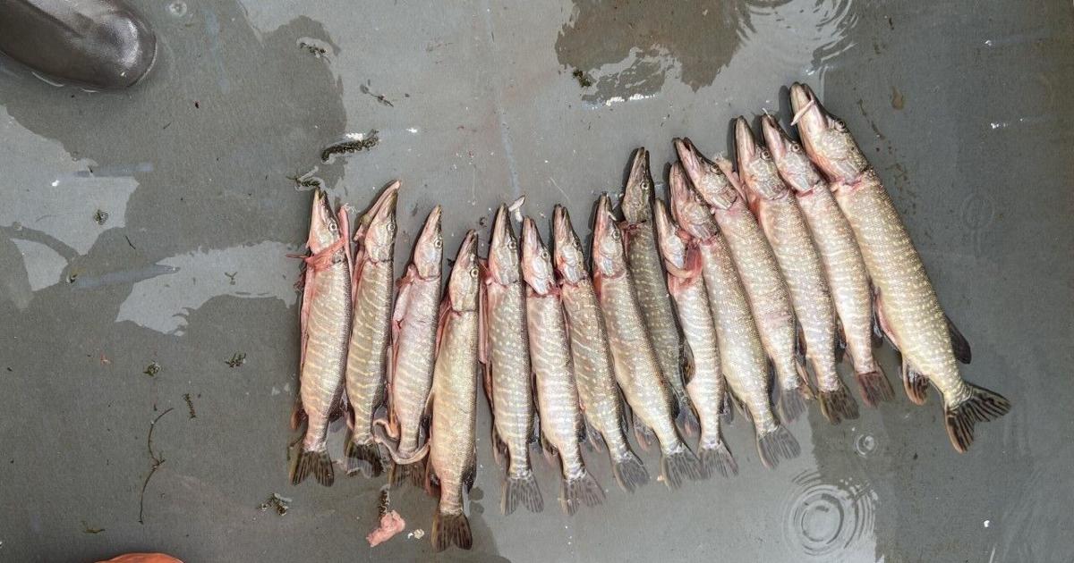 Fish, eat and profit! Program pays anglers to turn in pike heads caught ...