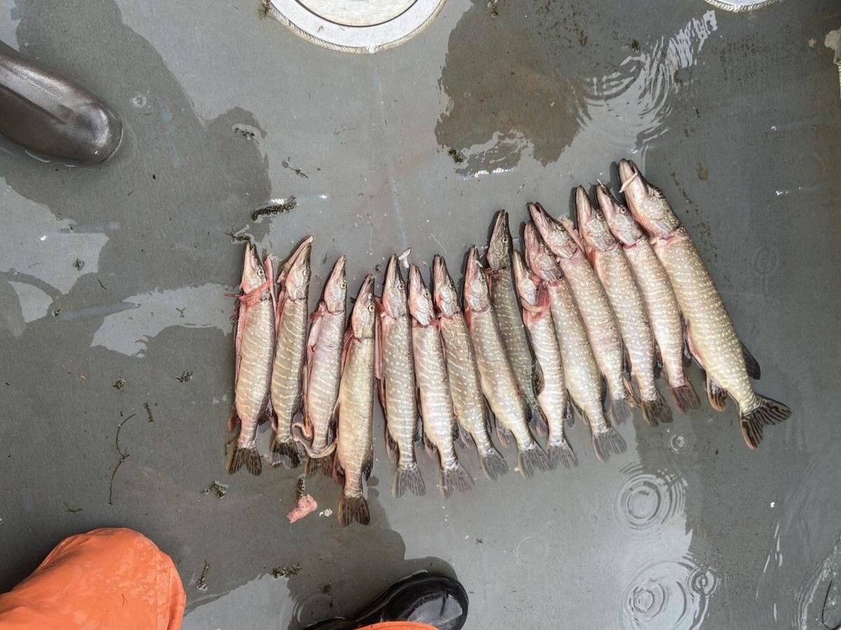 Fish, eat and profit! Program pays anglers to turn in pike heads caught in  Lake Roosevelt, Spokane News
