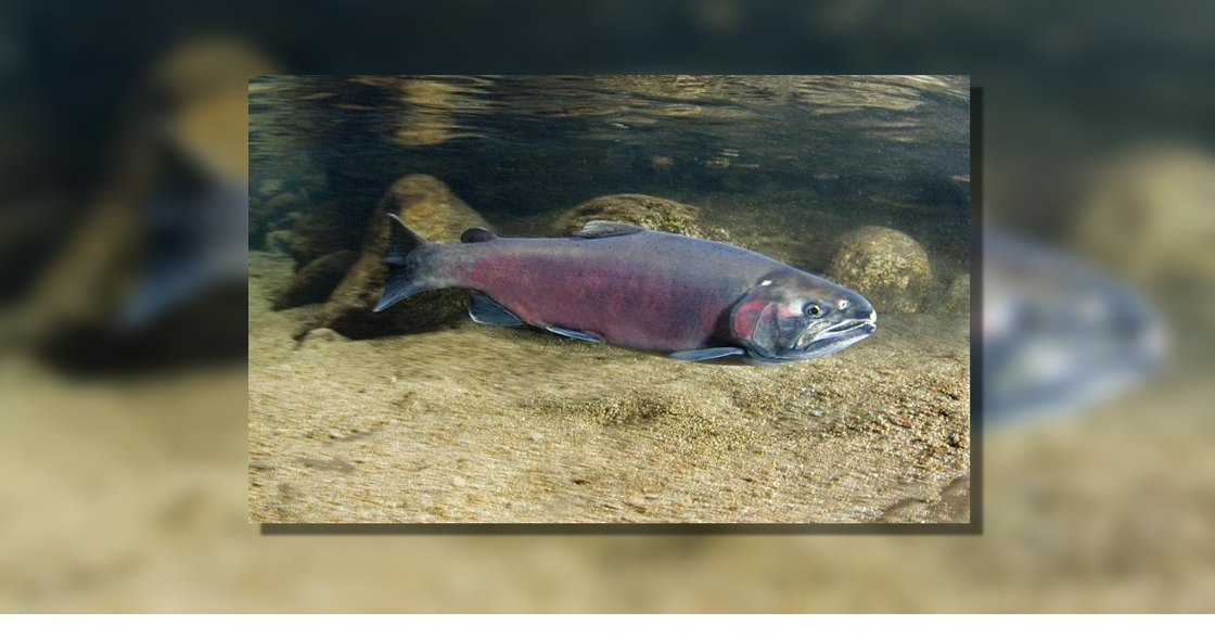 Toxic chemical killing salmon and potentially impacting human health | Spokane News