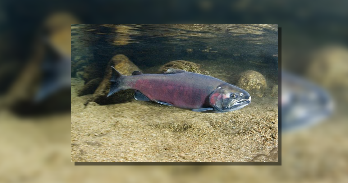 Toxic chemical killing salmon and potentially impacting human health | Spokane News Toxic chemical killing salmon and potentially impacting human health | Spokane News
