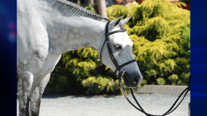 Meadow View Farm to offer free equestrian supplies for those impacted by Spokane fires