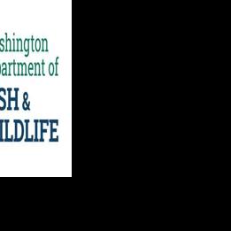 WDFW shifts to mobile licenses for hunters and anglers | Spokane News ...