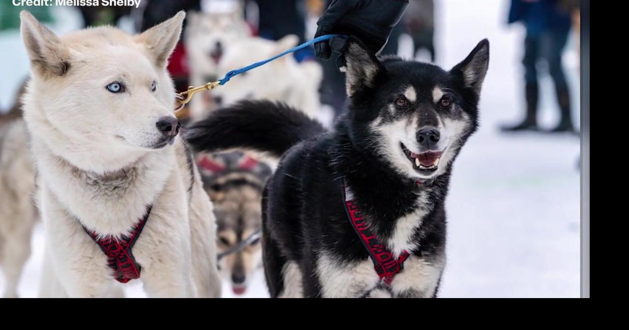 Idaho Sled Dog Challenge ends races due to trail issues