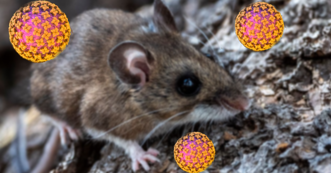 WSU study finds Hantavirus-carrying rodents across Washington and Idaho Palouse