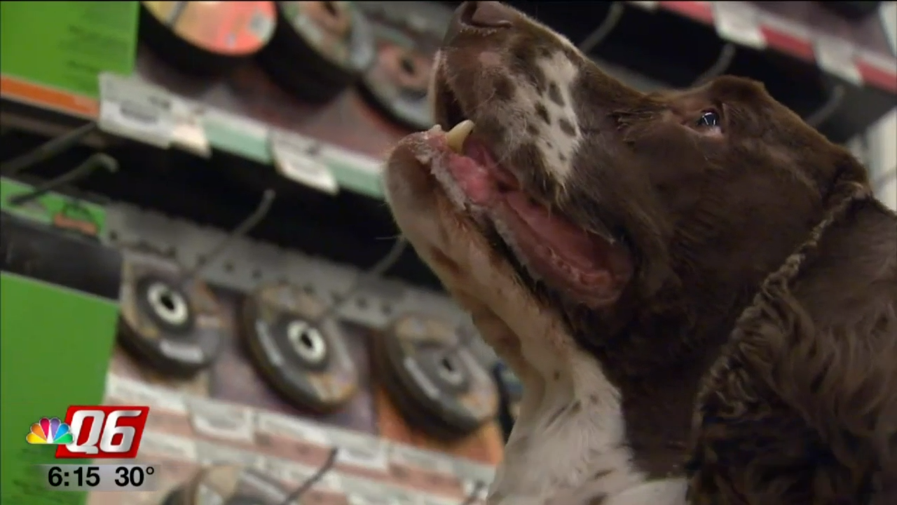 Otis Orchard hardware store hires a dog News