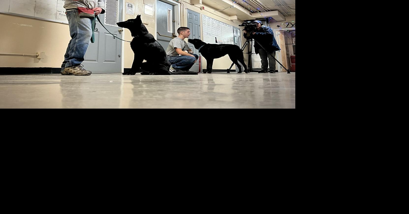 Prison animal program benefits dogs, inmates and the broader North ...