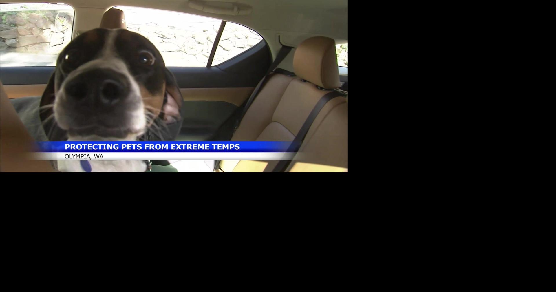 Washington Senate passes bill to ease pet owner stress during extreme weather