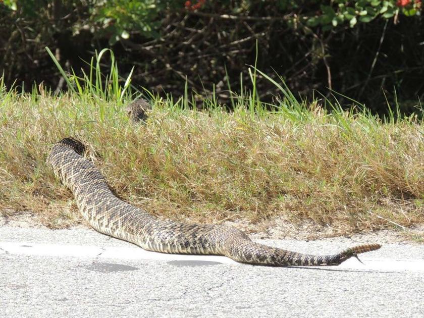 giant snake caught on camera in central