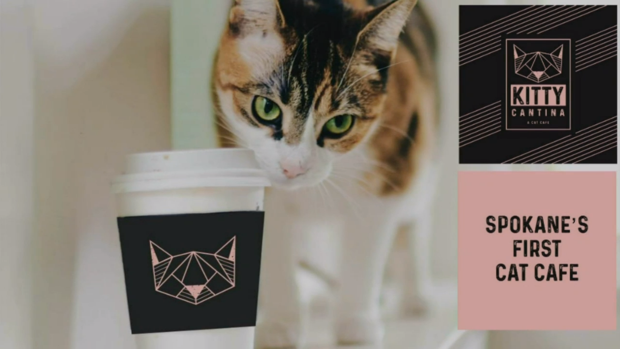 Kitty Cantina North Spokane Cat Cafe Delays Grand Opening News