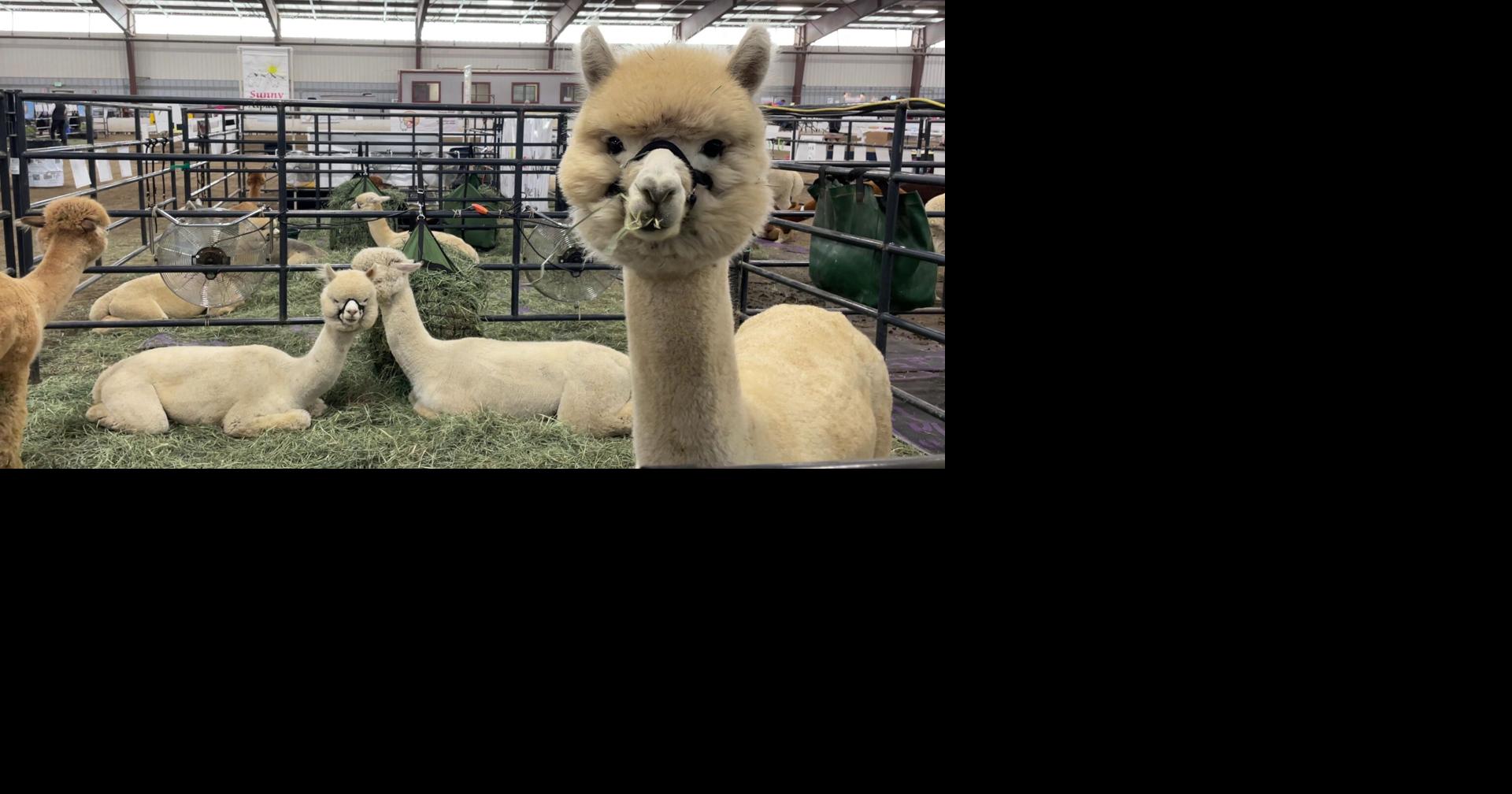 Alpaca Fest Northwest