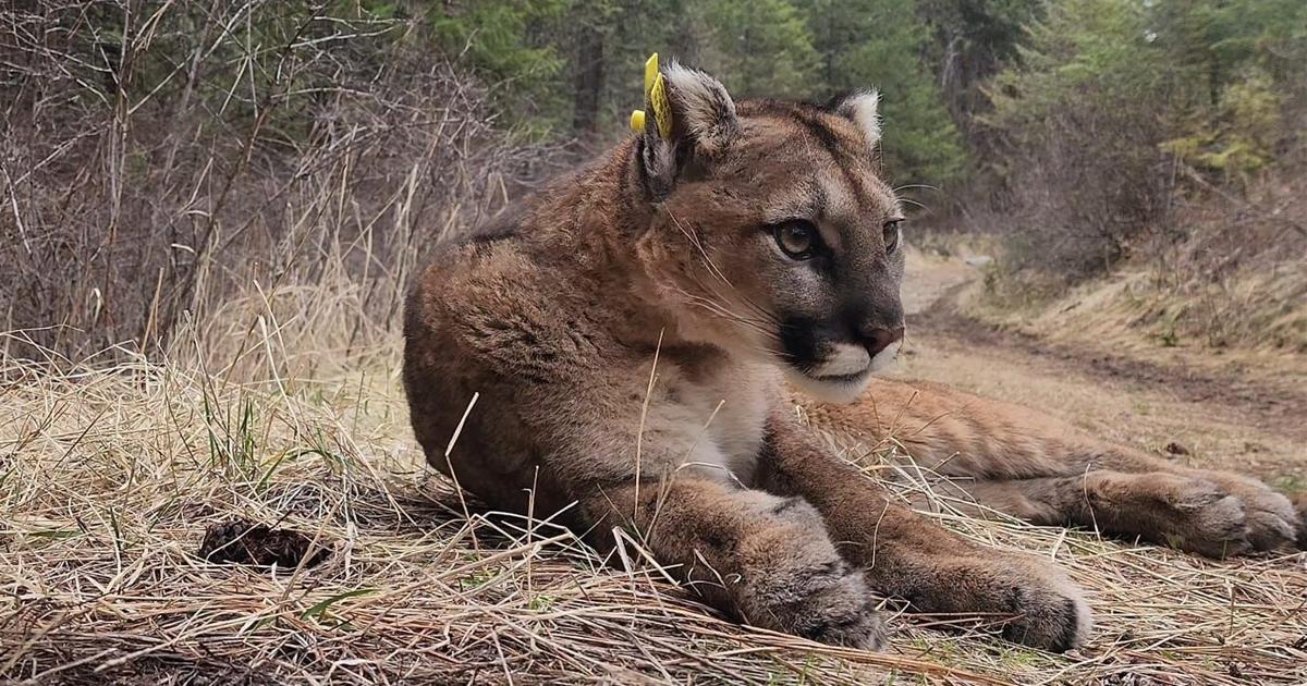Washington Works Towards Cougar Conservation Spokane News Khq washington-works-towards-cougar-conservation-spokane-news-khq