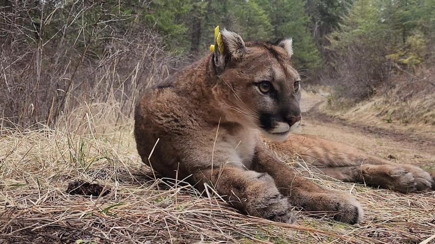 Cougar conservation
